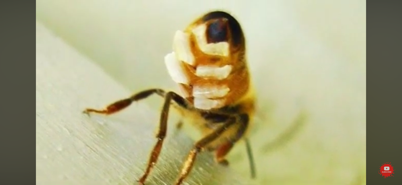 Hand-Dipped Birthday Candles