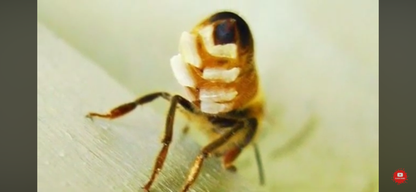 BEE WAX production